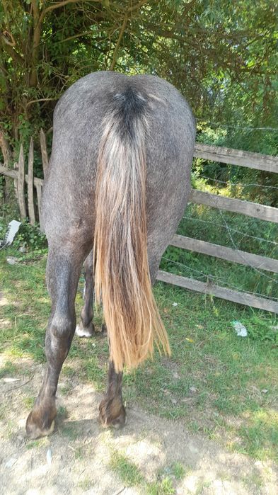 Vînd mînză sură de 1 an