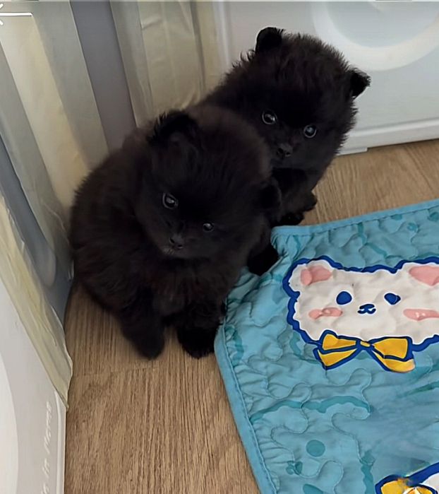 Померан мини мъжко и женско