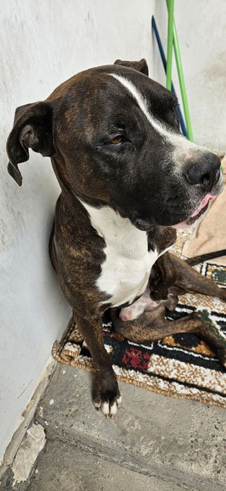 Молодой питбуль.