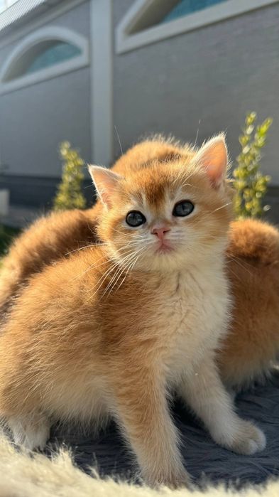 Британская золотая шиншилла