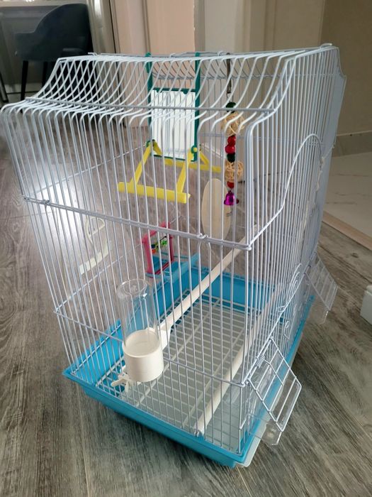 Colivie papagal albastra