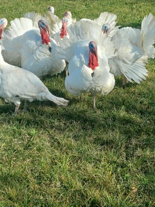 Vand curcani tineri crescuti natural
