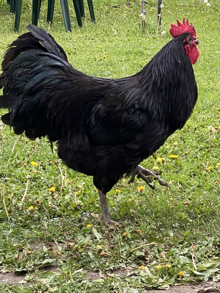 Cocoș Australorp