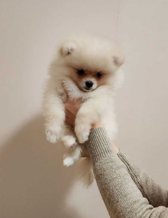Pomeranian FCI Pedigree, tip A, Beartype, parinti campioni Romania
