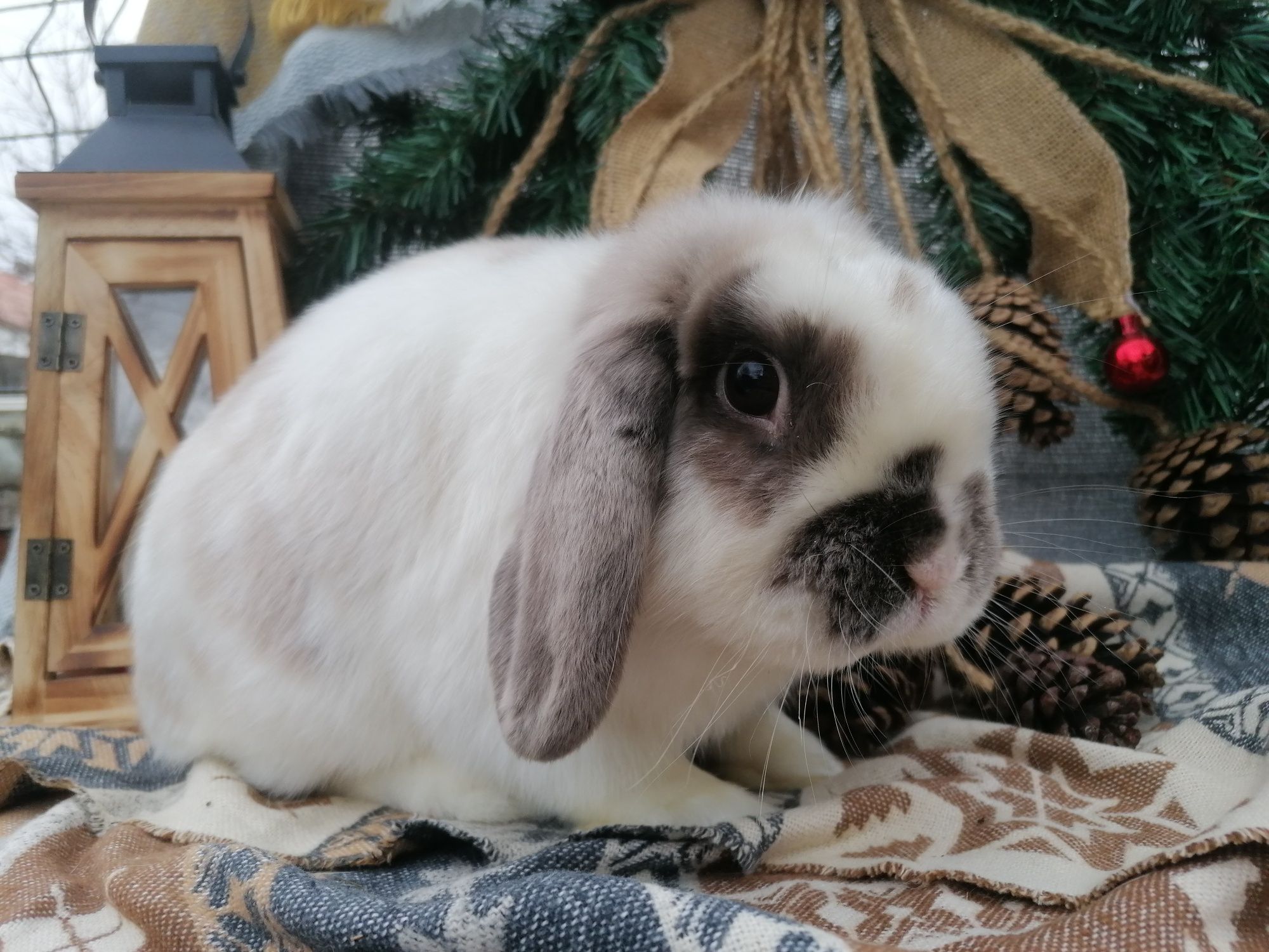 Iepuri pitic Mini lop