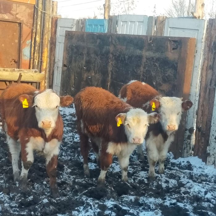 3бычка белоголовые 1млн за всех