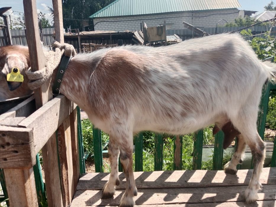 Продам дойную покрытую козу