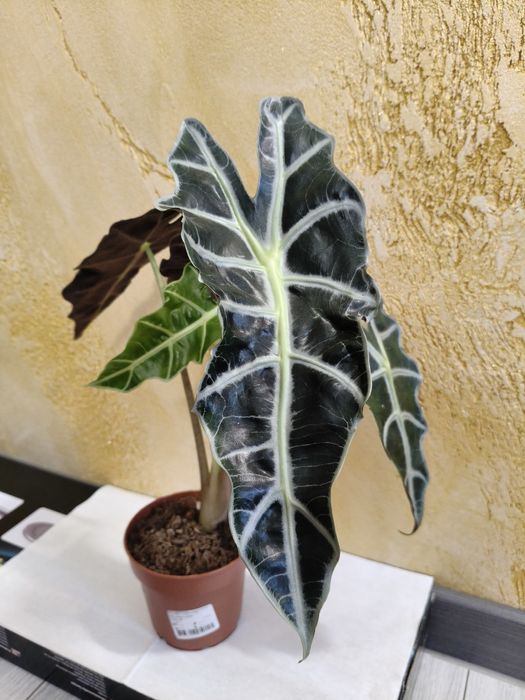 Plante tropicale