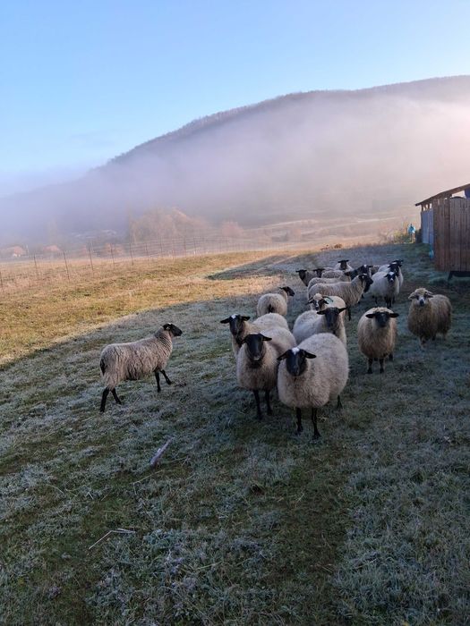 Vind oi rasa romanov