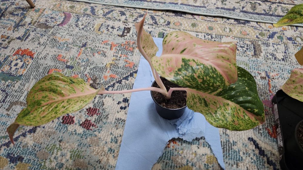 Plante Aglaonema superbe