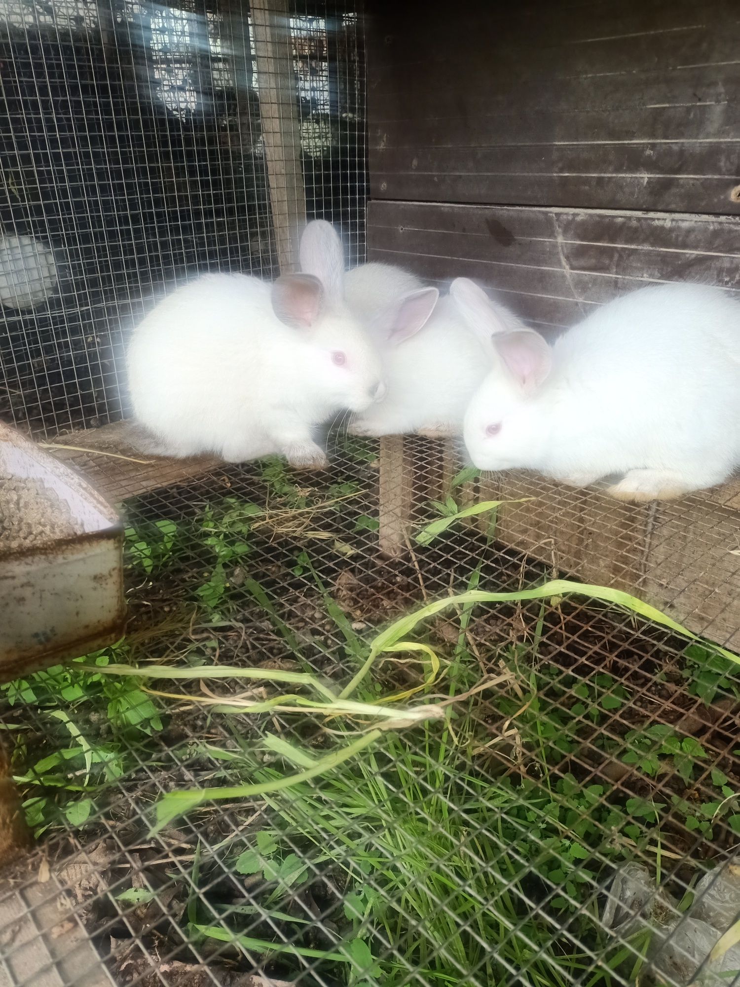 Продам крольчат срочно