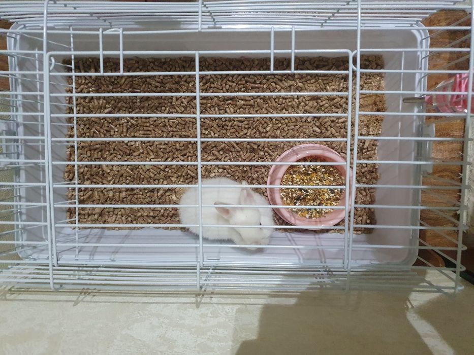 Quyon sotiladi Qafasi bilan 400 so'm