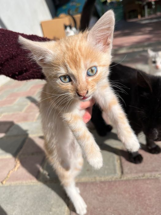 Spre adopție pisoi 2 luni, sex feminin.