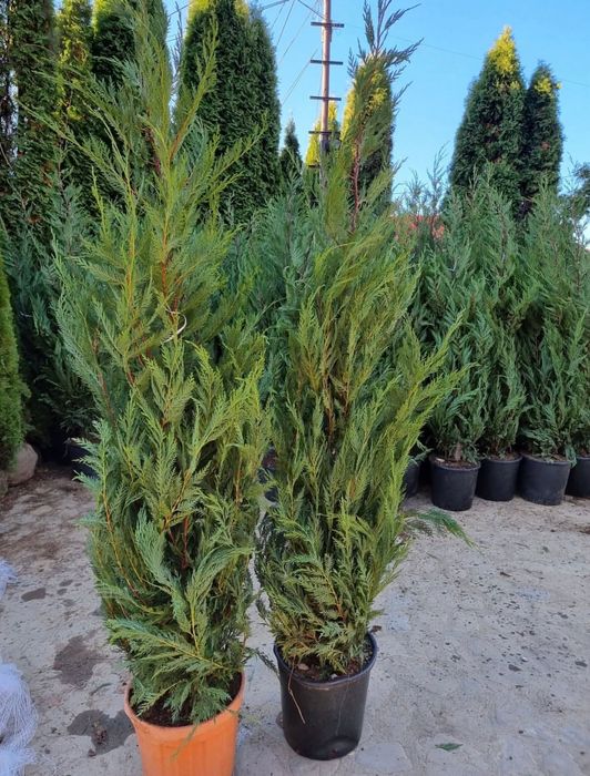 Gazon rulou sport tuia leylandii