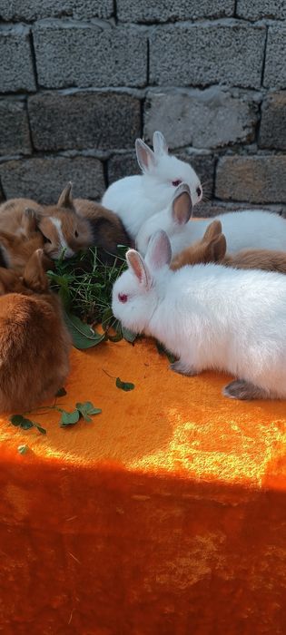 Karlik shirin quyonchalar