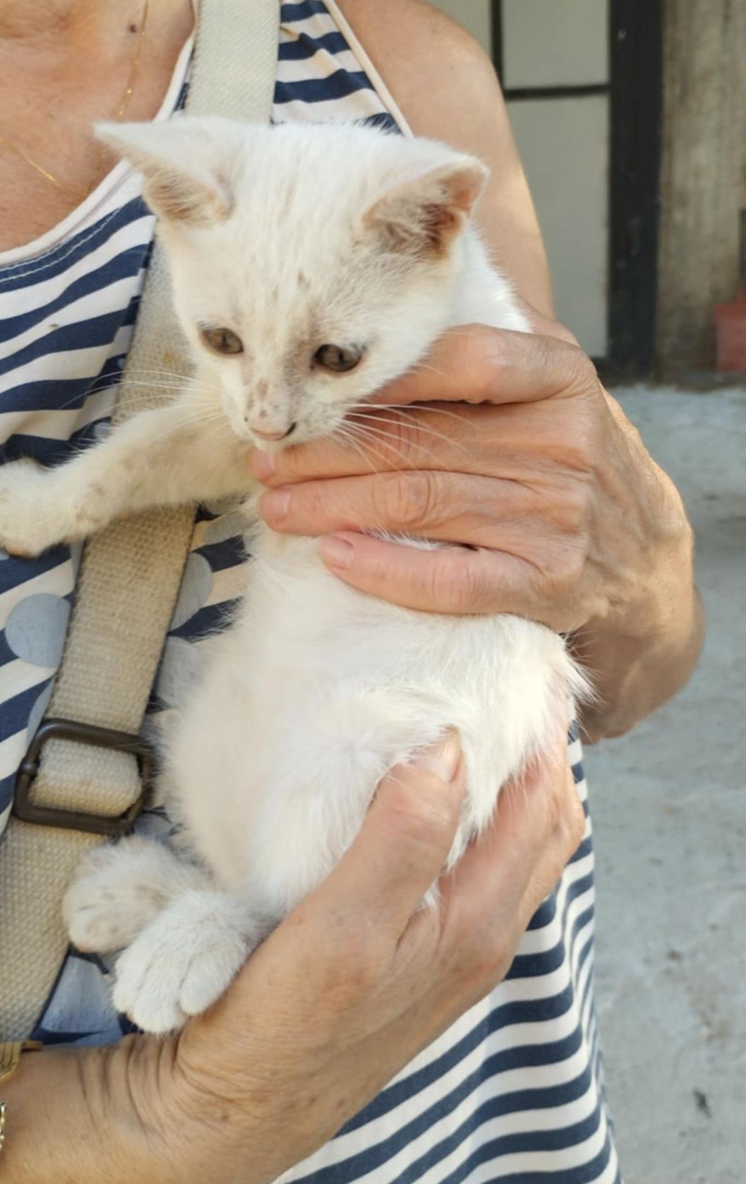 Подаряват се котенца