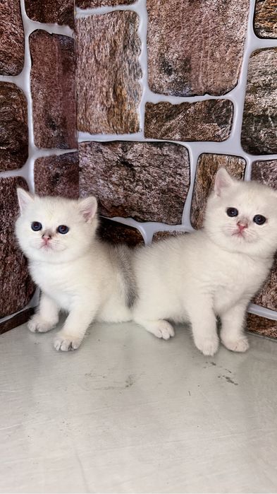 Смешные шалунишки