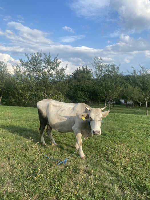 Vand jurincă de 3 ani