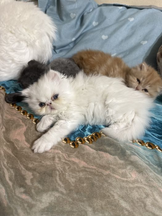 Pui pisică persană