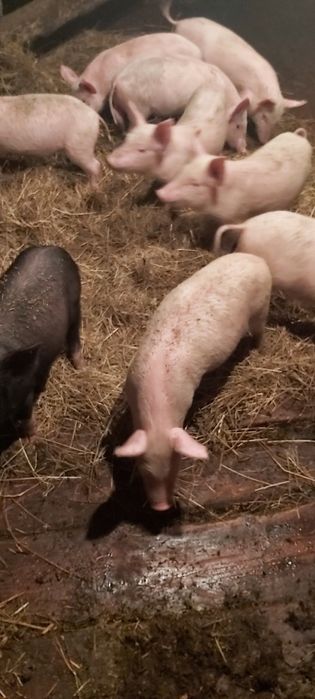Продам поросят 40 дней