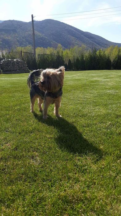 Йорки 2 броя продавам!!