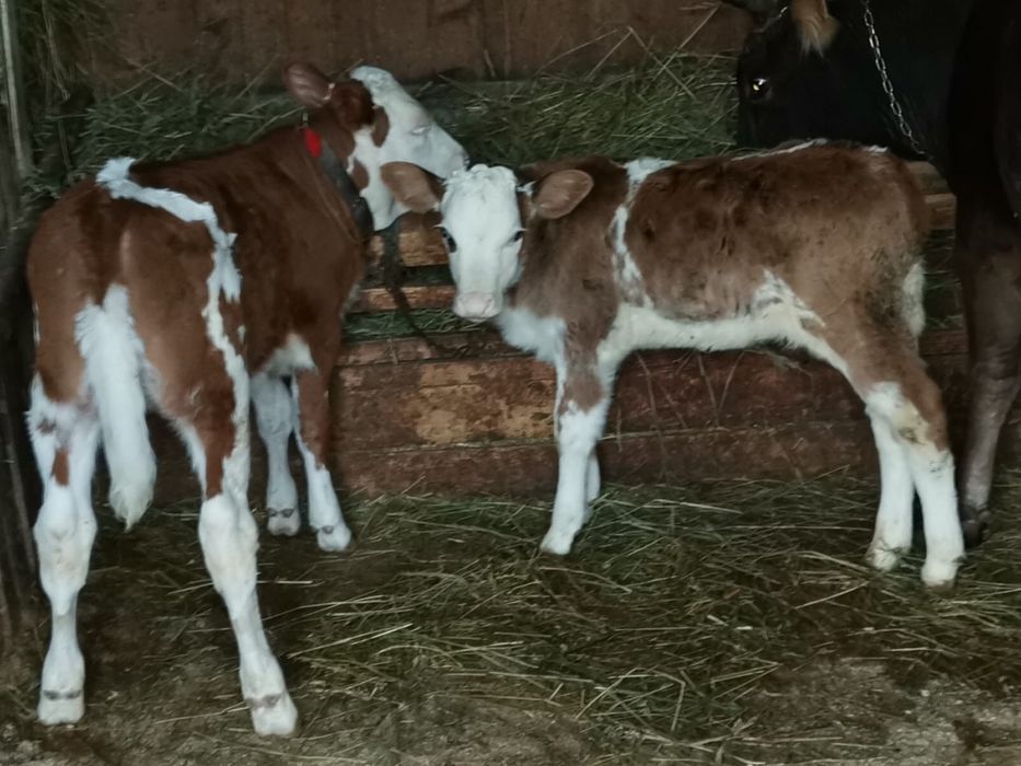 Vitei balatata romaneasca