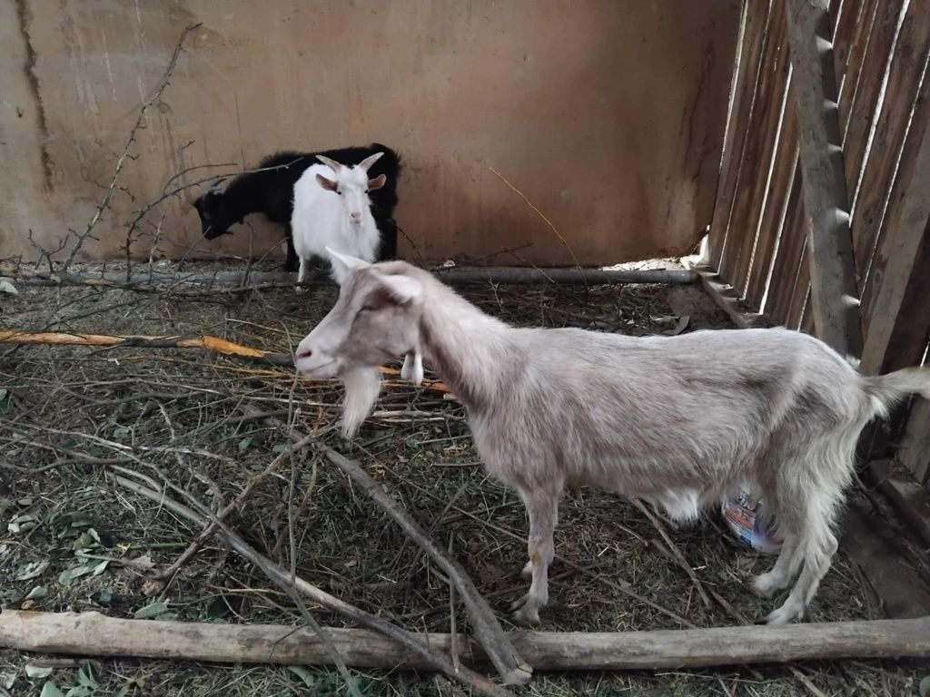 Vând o iada si doi țapi
