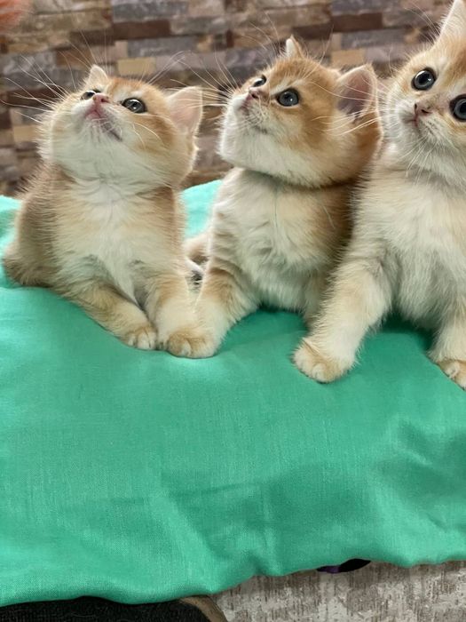 Британцы  полный пакет документов