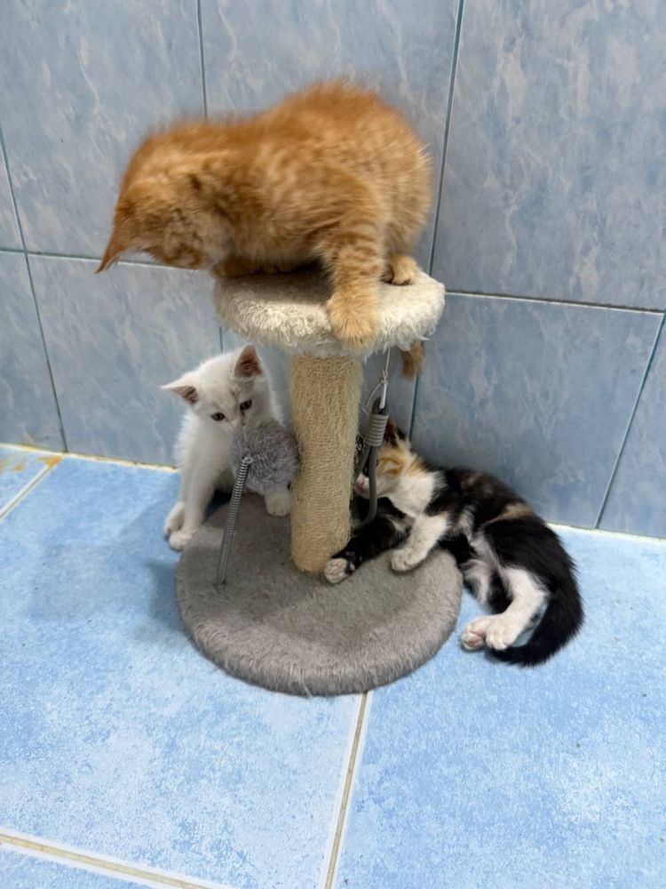 Рыжие котята 2 мес