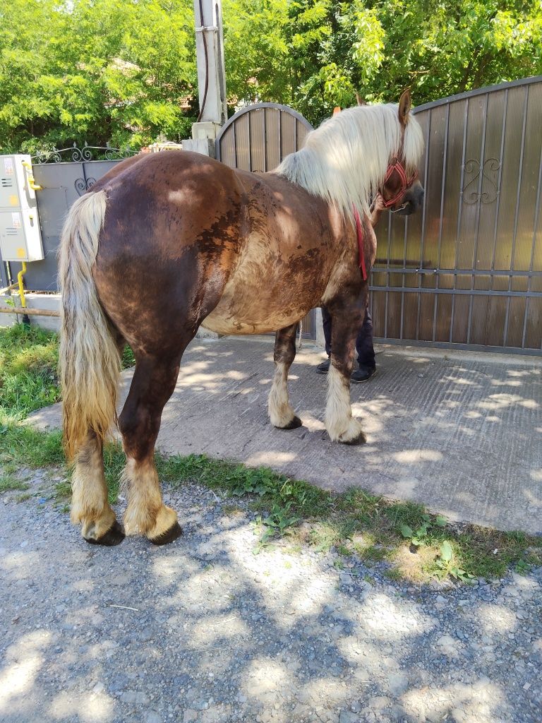 Vând sau schimb o iapa de 6 ani gestanta