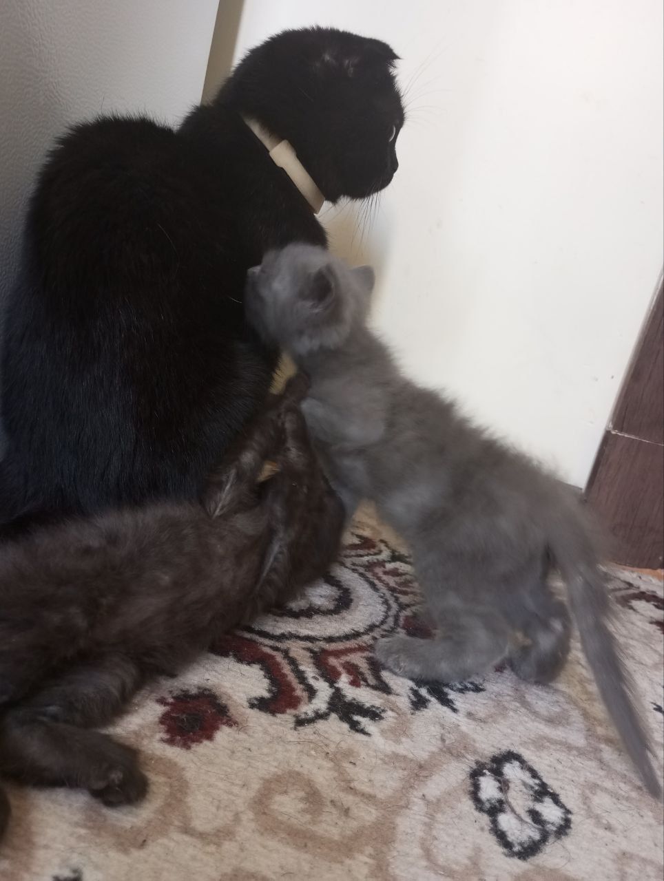Mushuk bolalari sotiladi