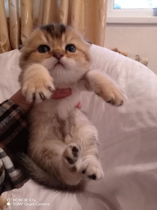 Шотландские чистокровные котята Золотая шиншилла