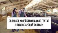 Сельское хозяйство на 3600 гектар земли в Павлодарской Области