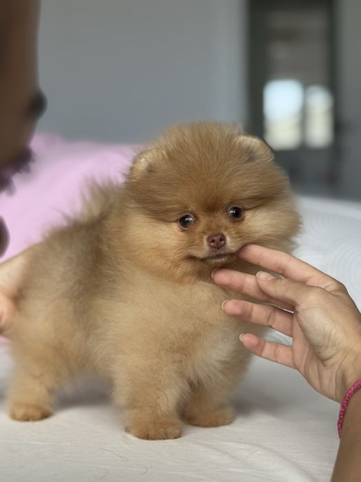 Pomeranian Mascul