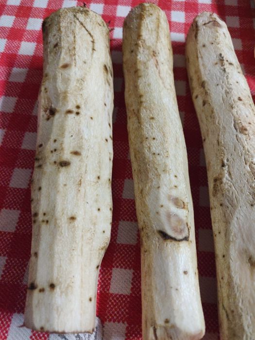 Rădăcina de brusture