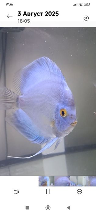 Самцы дискусов,возрастом 1,5 года