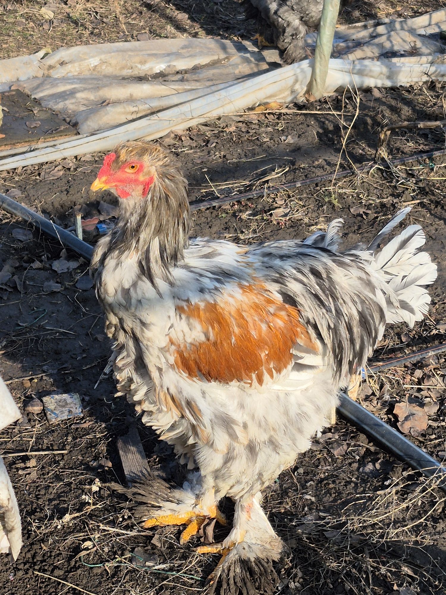 Pui , Oua si Cocoși Brahma