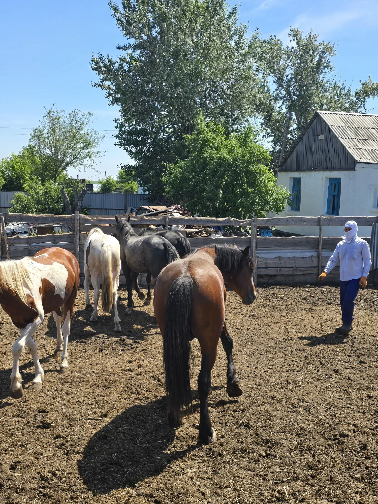 Продам жеребца в табун