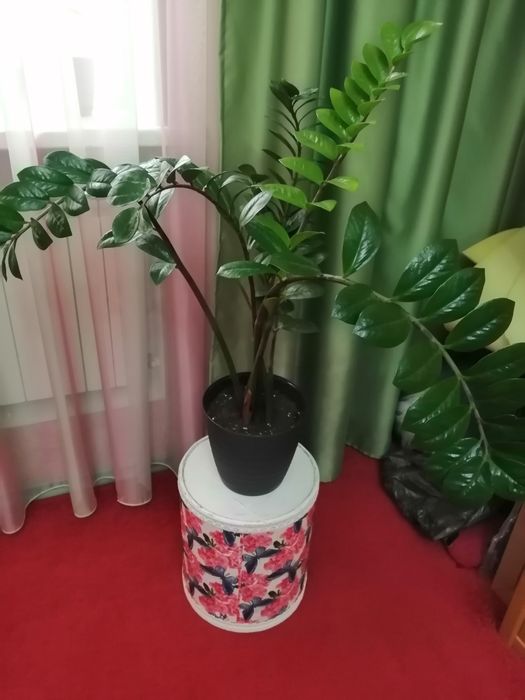 Цветы замиакалькус.