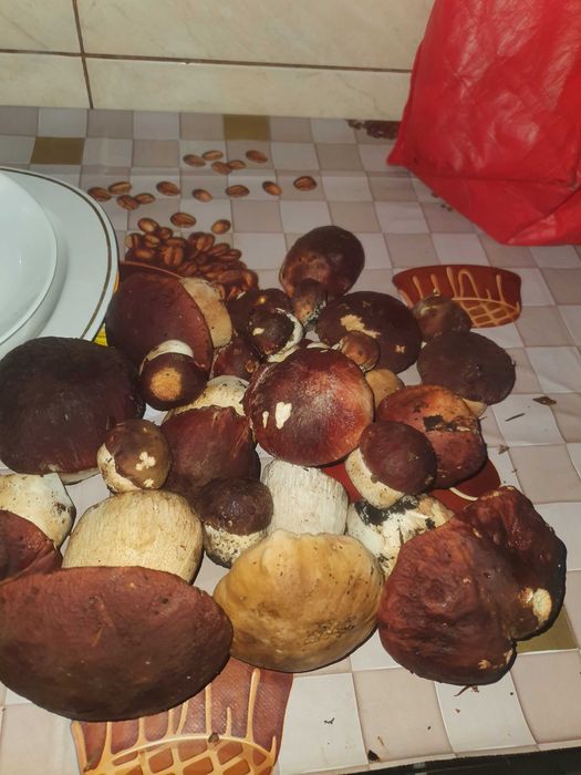 Vand hribi de toamnă