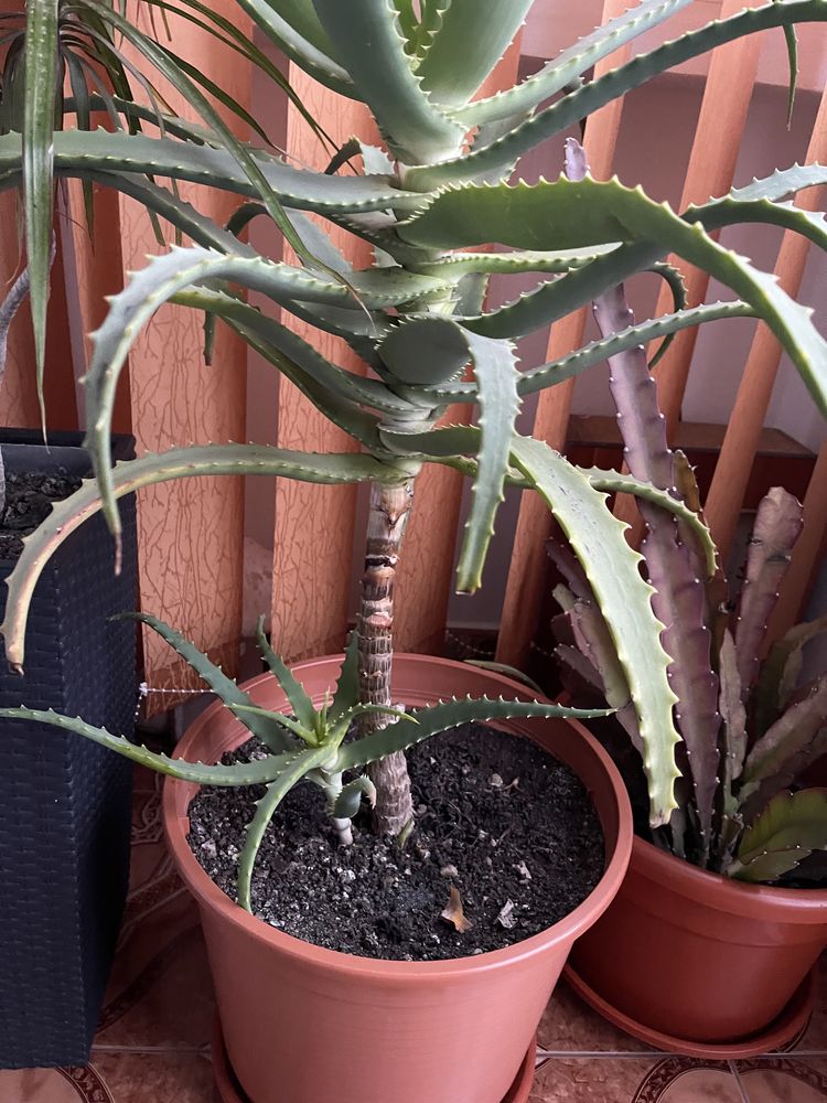 Aloe Vera planta