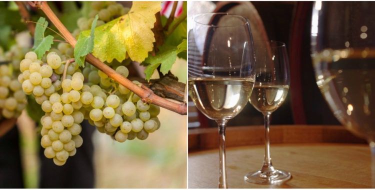 Struguri pentru vin