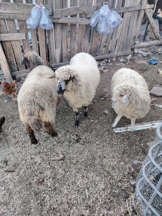 Vând trei oi tinere două posibil gestante