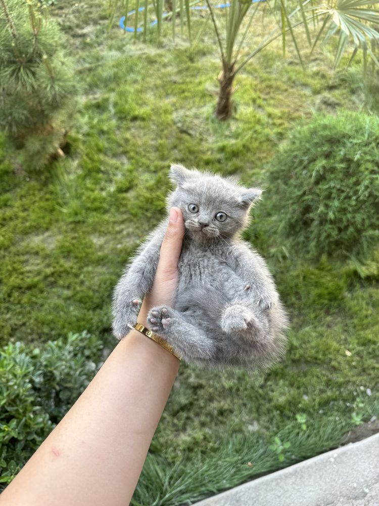 Котята скоттиш фолд,страйт
