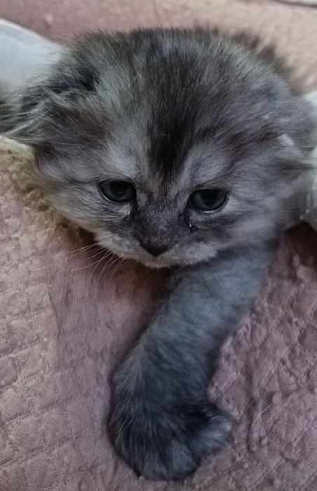 Скоттиш Фолд и Скоттиш Страйт