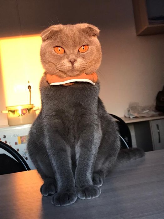 Шотландские  котята