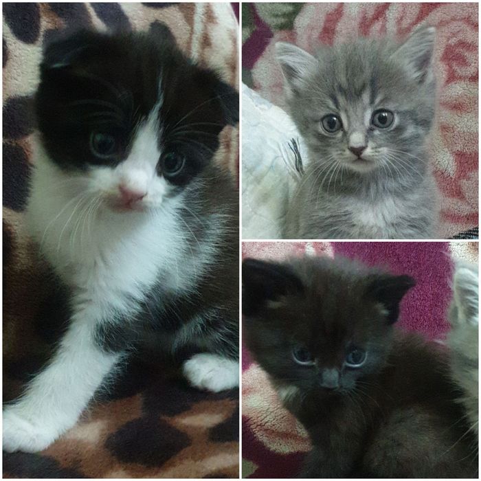 Отдам котят бесплатно