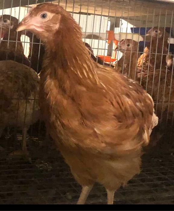 Avicola BALAGRI – producător de puicuțe ouătoare,