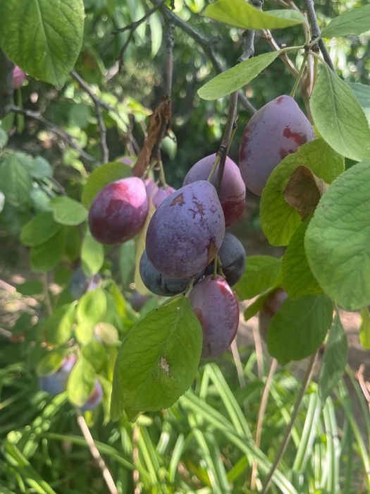 Продается  дом в мкр Коктем