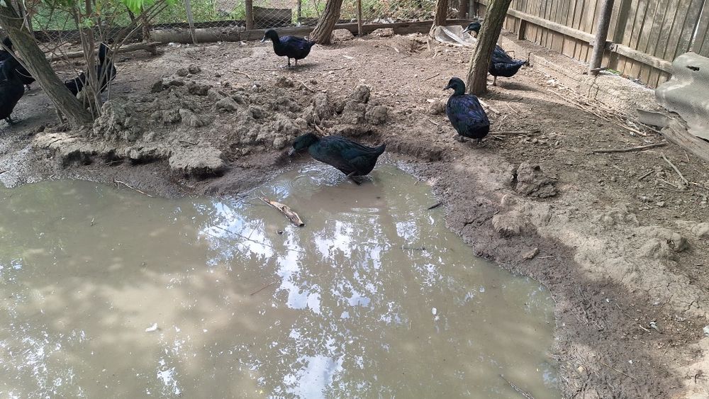 Cayuga Ducks Rațe Cayuga